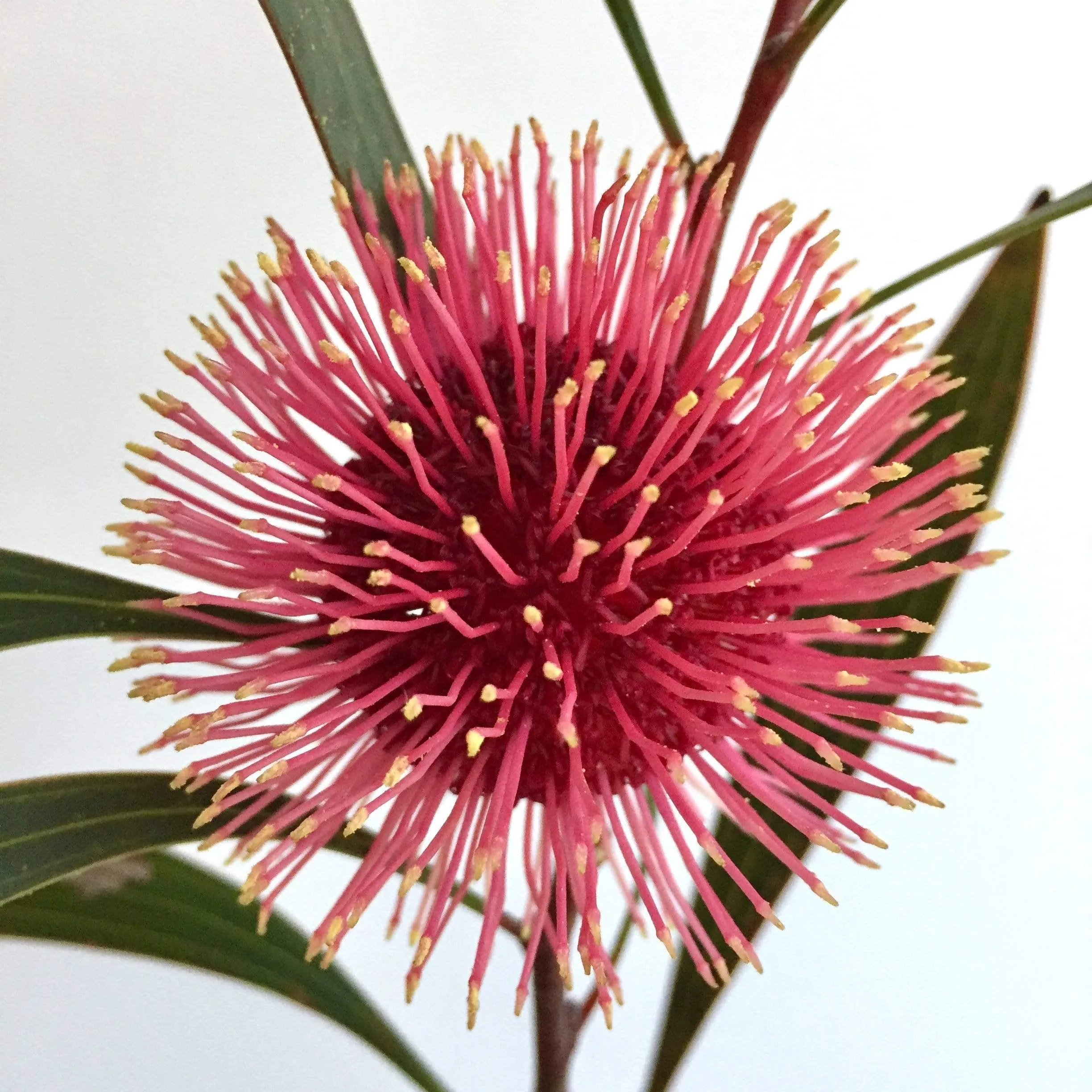 Pin Cushion Hakea Tote Bag